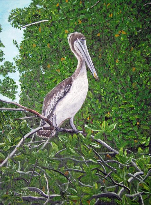 Pelican, Marguerita Island, Venezuela